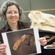 Image for article titled This New Hadrosaur Species Is A Classic Missing Link